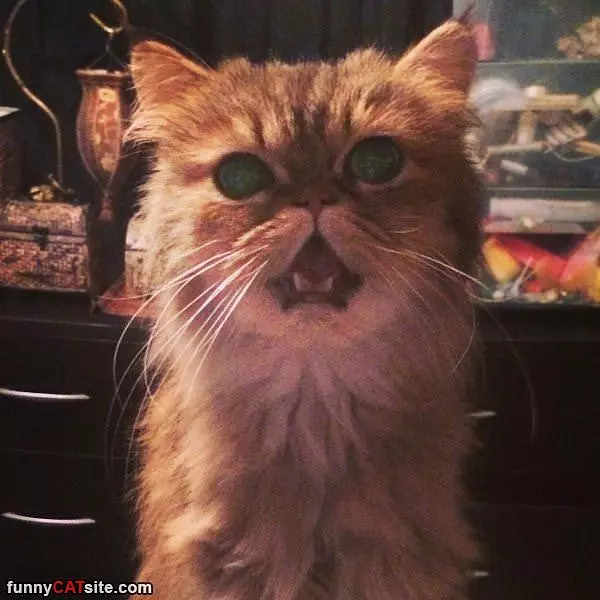 Raaaaawrrr