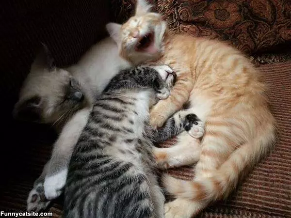 All Asleep Here