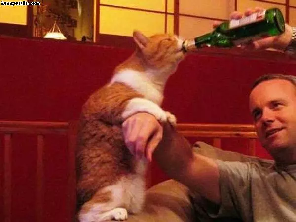 Beer Cat