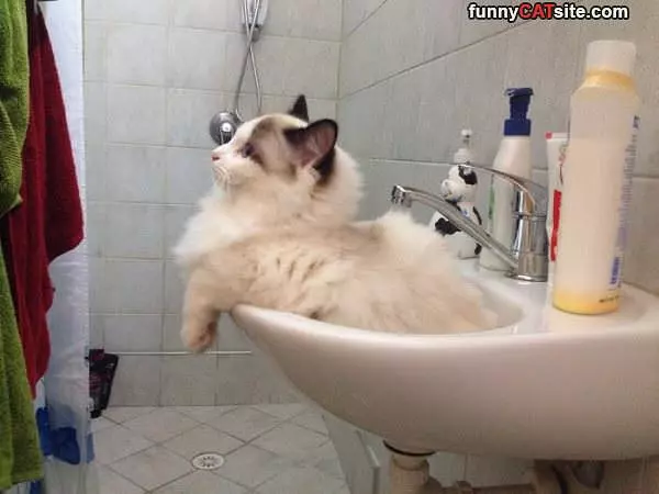 Hanging In The Sink