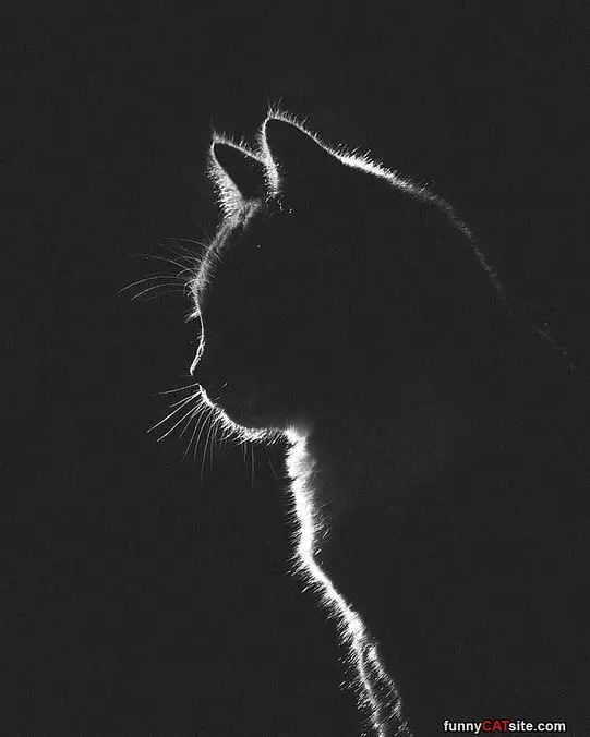 Shadow