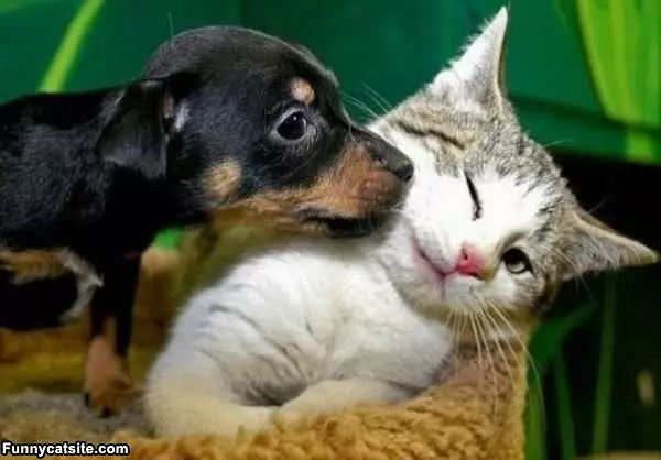 Just A Kiss