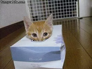 Box Cat