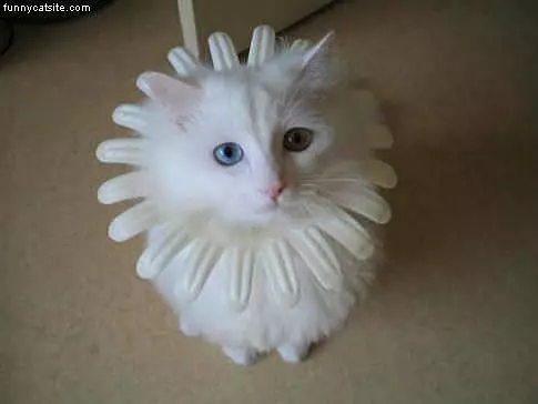Flower Power