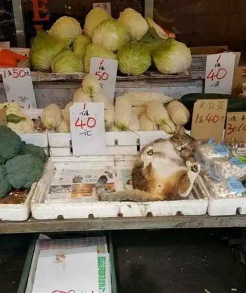 Asleep And On Sale