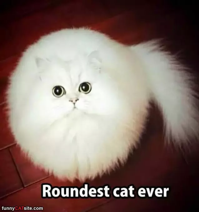 Roundest Cat Ever