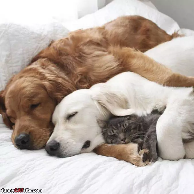 Tucked In Together