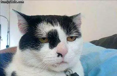 This Cat Is Not Impressed