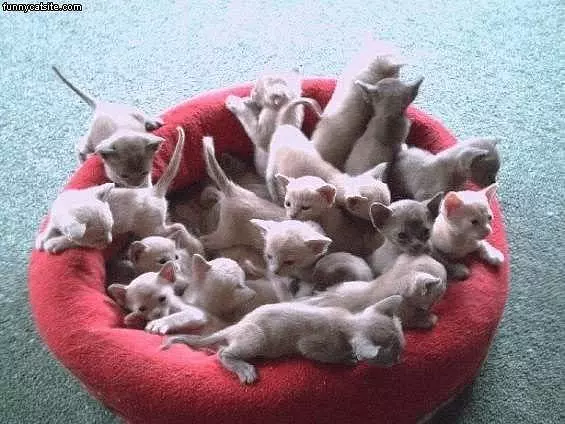 Lots O Cats