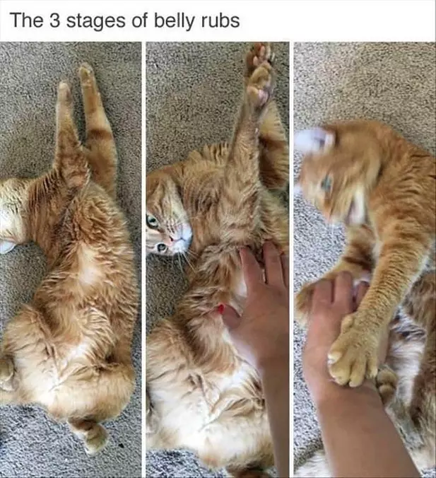 3 Stages Of Belly Rub