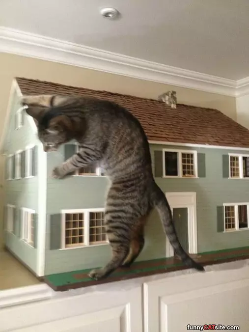 Playing With My Doll House