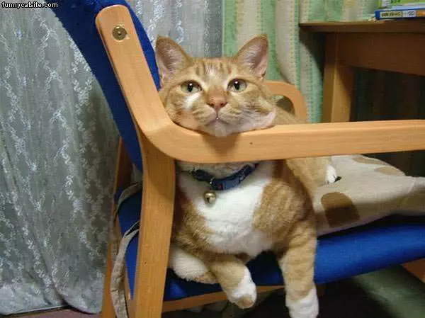 Relaxin_yellowcat