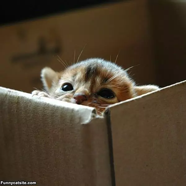 Peekaboo