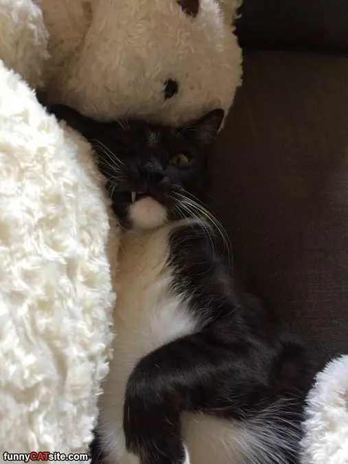 Snaggle Toothed Sleep