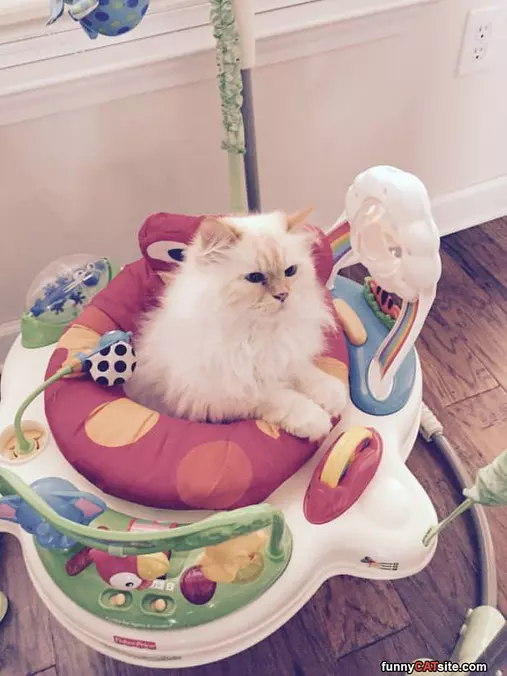 I Am The Bouncy Cat