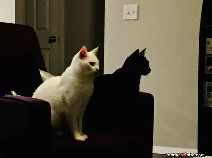 Shadow