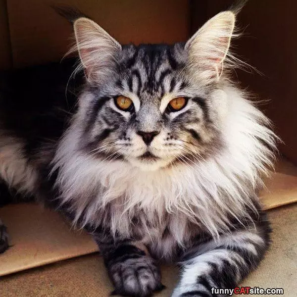 I Am A Lion