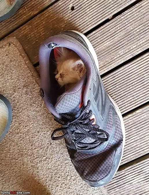 Asleep In My Sneaker