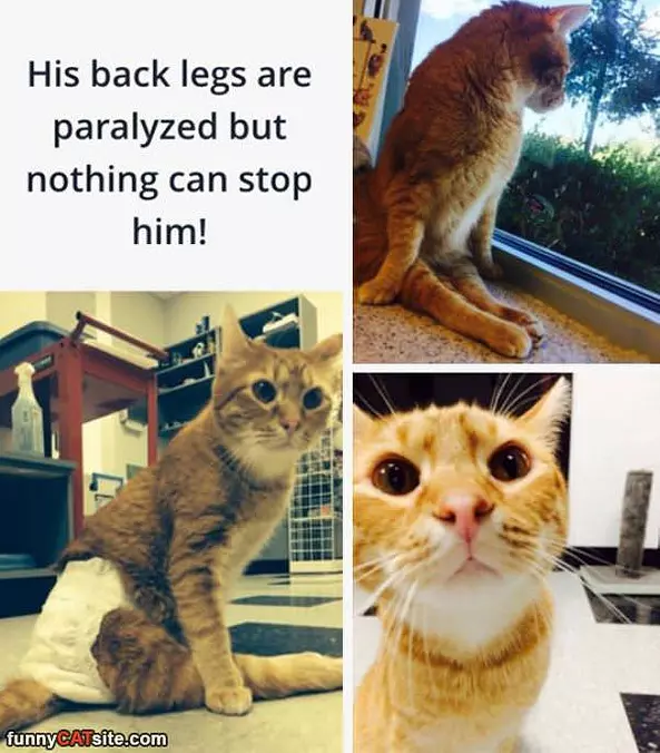 Cant Stop Him