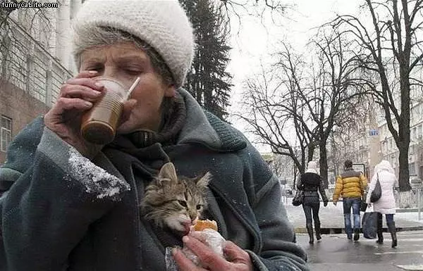 Cat Snack