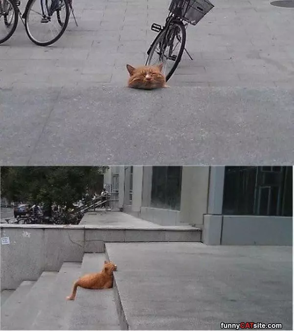 Found A Nice Place To Sleep