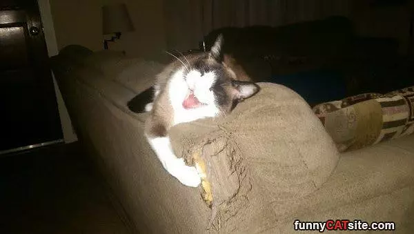 This Couch Makes Me Happy