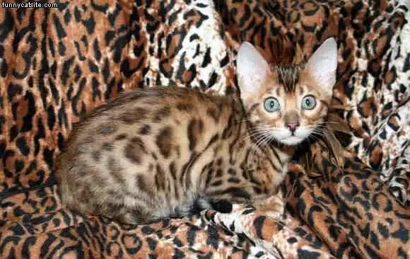 The Camo Cat