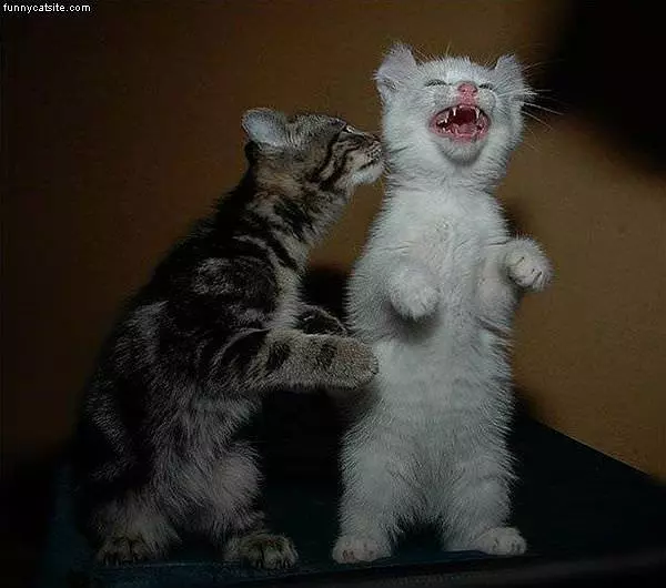 Funny Joke