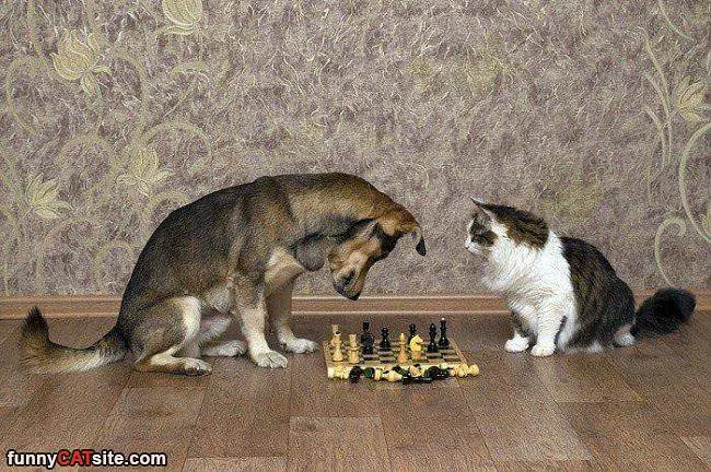 Lets Play Some Chess