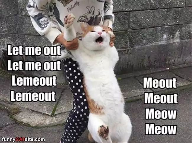 Let Me Out