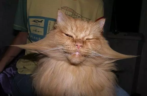 Happy Mustache