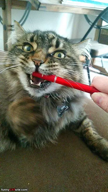 Nommm Nom Nom Nom