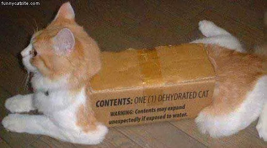 Box Cat