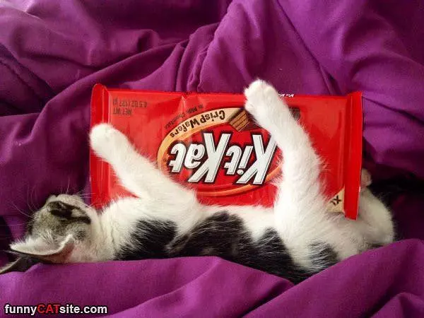 My Kit Kat