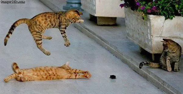 Cat Jump Attack