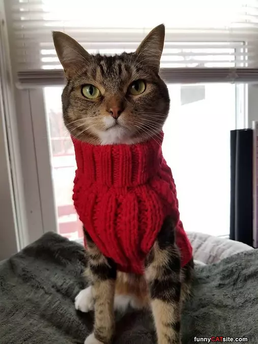 My Red Sweater