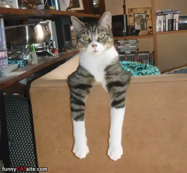 Daddy Long Legs