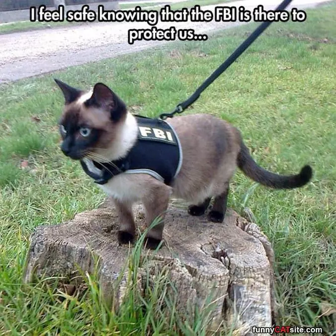 I Feel Safer Now