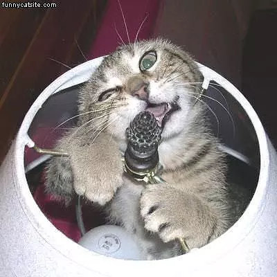 Lamp Cat