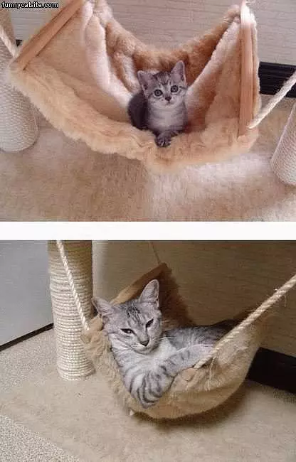 Cat In Wool Hammock