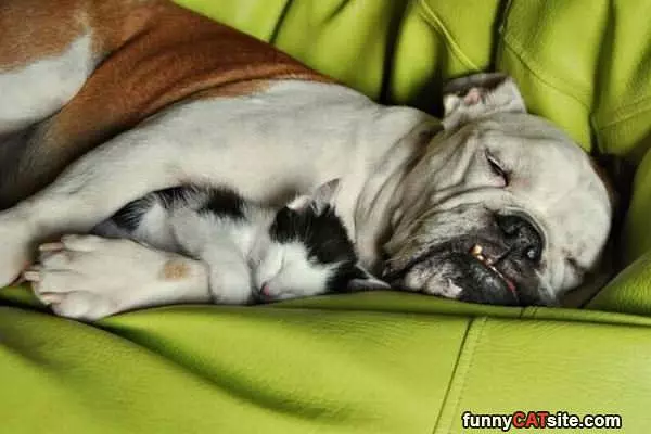 I Has A Bodyguard
