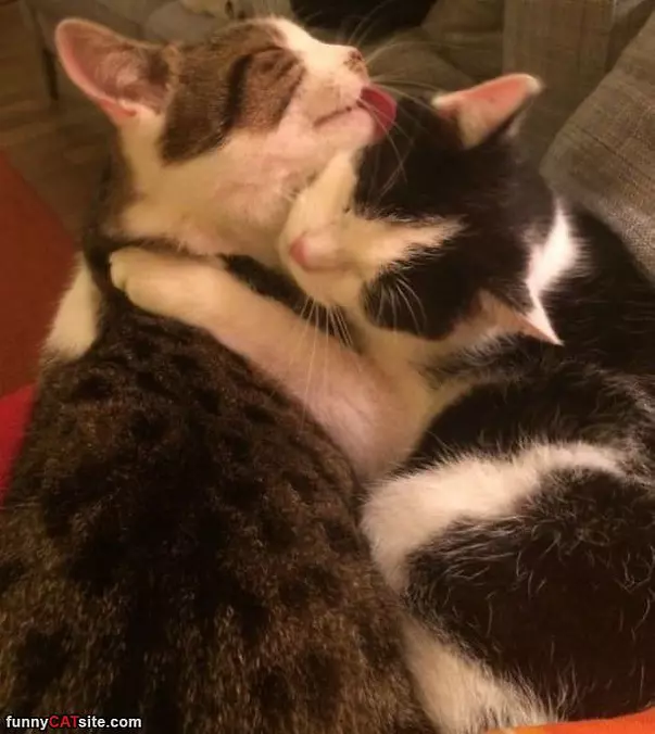 Cleaning Each Other