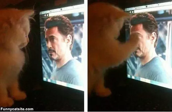 Kitty Likes This