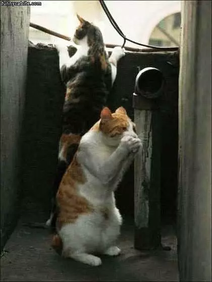 Cats On Roof