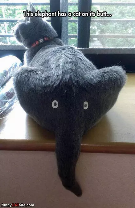 This Elephant