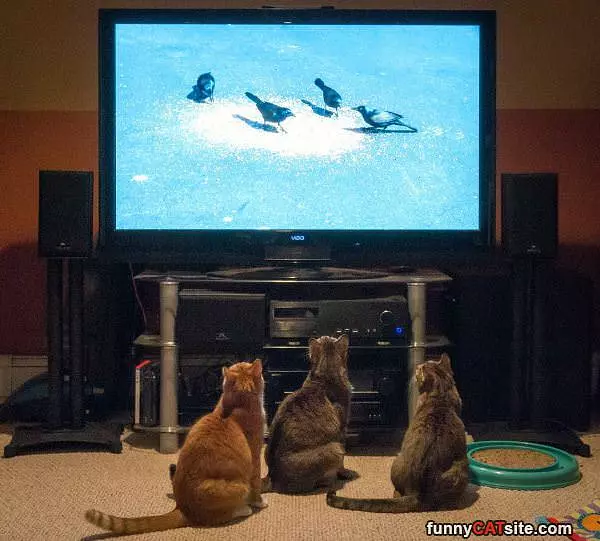 All Watching This