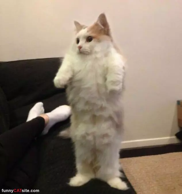 Standing Up Fluffy
