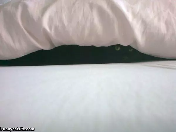 I Am Not Coming Out