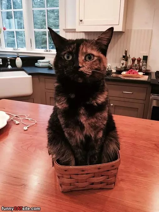 If I Fits I Sits