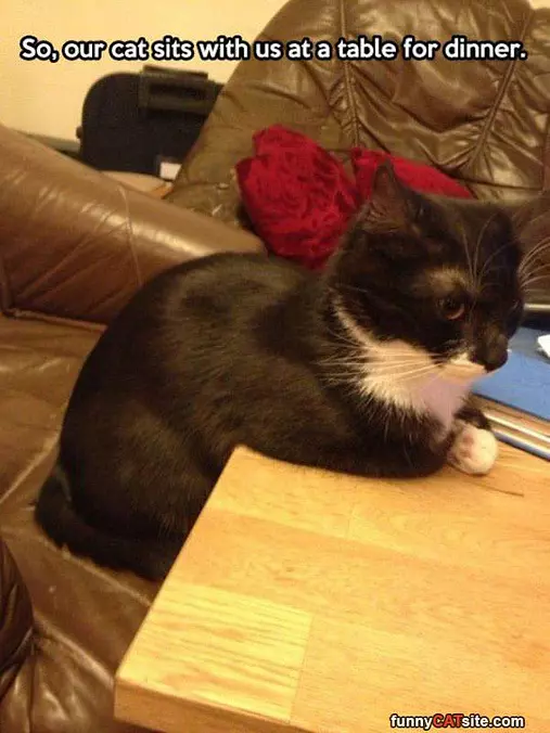 Dinner Manners Cat